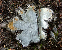 Tree Stump, Lewis and Clarke National Forest, Montana