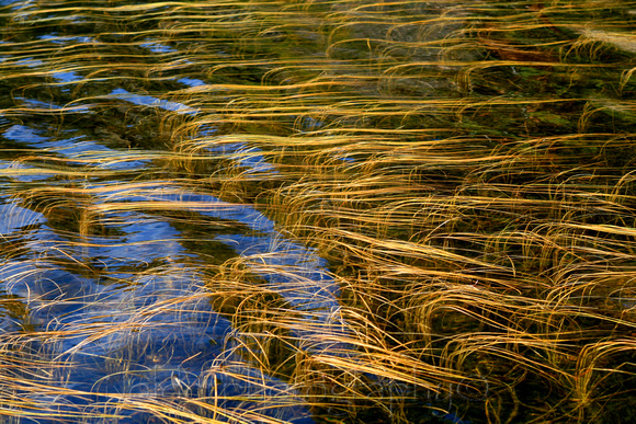 Grass in Water Estes Park