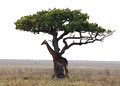 Acacia tree and the Giraffe