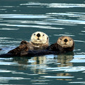 Sea Otters, Kenai National Park Alaska