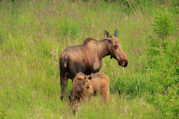 Moose, Potter Marsh Wildlife Area, Alaska