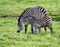 Zebra Mother and Child