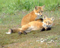 Fox Kits at Play, San Juan Islands, Washington