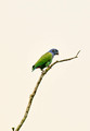 Blue-headed Parrot, Panama