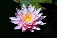 WATER LILY
