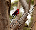 Crimson Rosella, Australia
