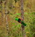 Red Winged Parrot, Australia
