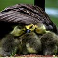 Baby Geese I