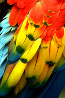 Scarlet Macaw Wings