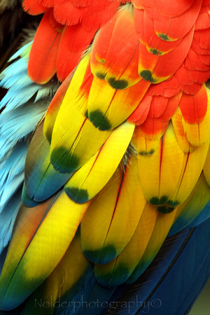 Scarlet Macaw Wings