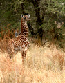 Baby Giraffe and Bird