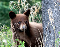 Bear Cub, Waterton Lakes National Park