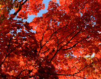 Red Maples on Appalachian Tr