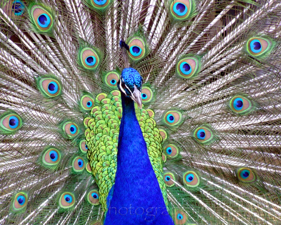 Peacock, Washington State