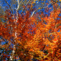 Appalachian Trail Fall Color