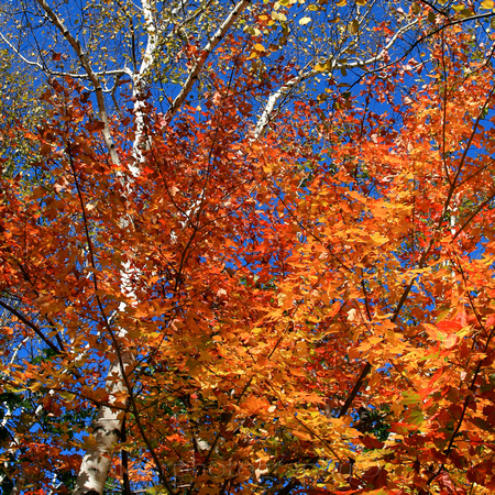Appalachian Trail Fall Color