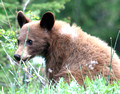 Bear Cub, Waterton Lakes National Park