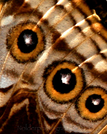 Butterfly Wing  Blue Morph