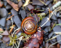 Snail, Olympic National Park, Washington State