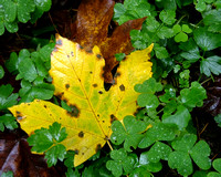 Fallen Leaf , Oregon