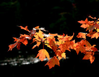 Red Maples on Superior Trail