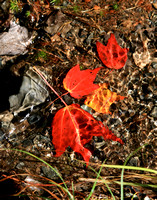 Maple Leaves in Stream