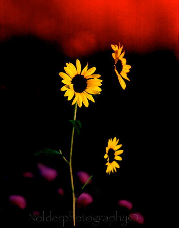 Sunflowers, Omaha Nebraska
