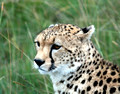Portrait of the Cheetah