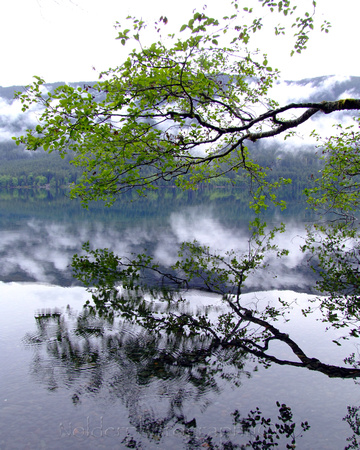 Tree Reflection, Olympic National Park, Washington State