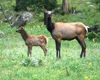 ELK
