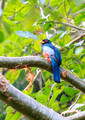 Orange-bellied Trogon, Panama
