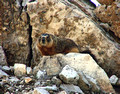 Yellow bellied Marmot Glaciet National Park