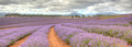 Bridestowe Lavender Estate, Tasmania