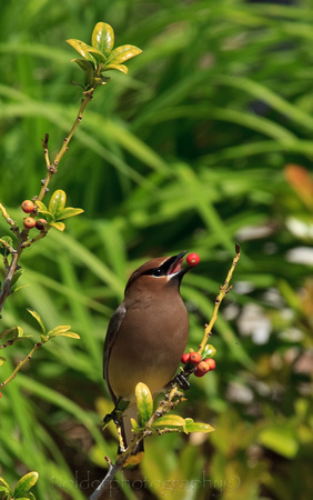 Cedar Waxwing
