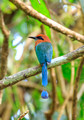 Rufous Motmot,  Anton Valley, Panama