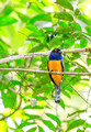 Violaceous Trogon, Panama