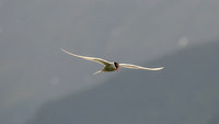 ARCTIC TERNS