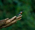 Green Kingfisher, Costa Rica