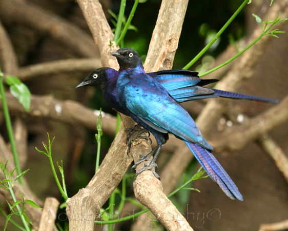 Greater Blue Eared Starlings