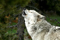 Yellowstone Wolves