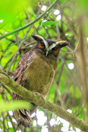 Crested Owl, Anton Valley, Panama
