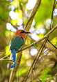 Broad-billed Motmot, Pipeline road, Panama