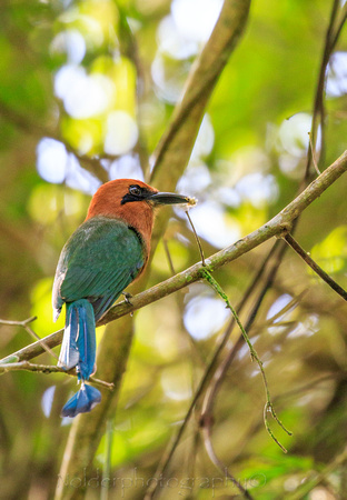 Broad-billed Motmot, Pipeline road, Panama