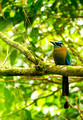 Blue Crowned Motmot, Costa Rica