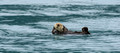 Kenia Fjords National Park, Alaska