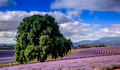 Bridestowe Lavender Estate, Tasmania