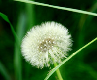 DANDELIONS