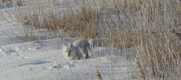 Arctic Fox, Wapusk National Park, Canada