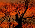 Sunset Hawk