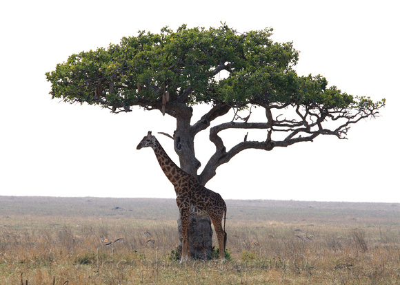 Acacia tree and the Giraffe